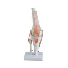 Apex Knee Joint Model 
